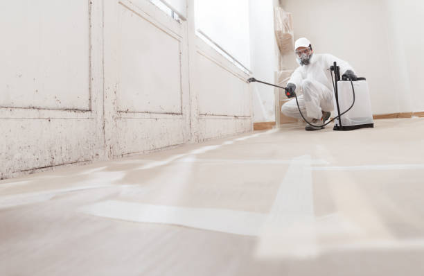 Black mold remediation team in Geneva